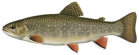Illustration of a brook trout in side view