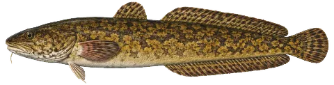 Illustration of a burbot in side view