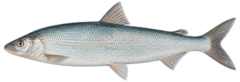 Illustration of a cisco in side view