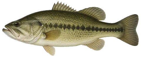 Illustration of a largemouth bass in side view