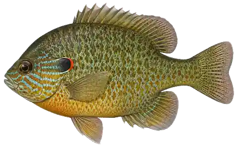 Illustration of a pumpkinseed in side view