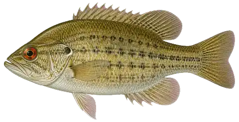 Illustration of a rock bass in side view