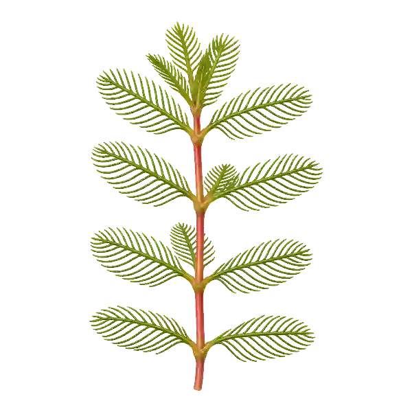 Eurasian watermilfoil stem with feathery leaves in rings of four and a reddish stem