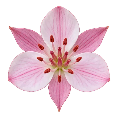 Single flowering rush flower with three broad petals, three smaller sepals and red centers