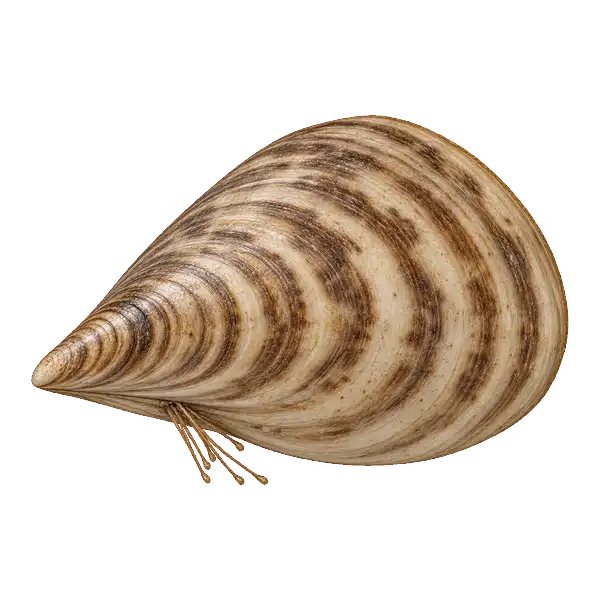 Quagga mussel shell, rounded with no flat underside