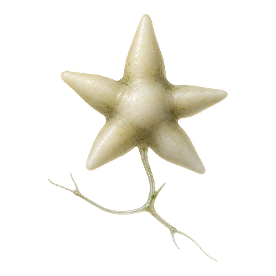 Pale star-shaped bulbil on a root-like strand of starry stonewort