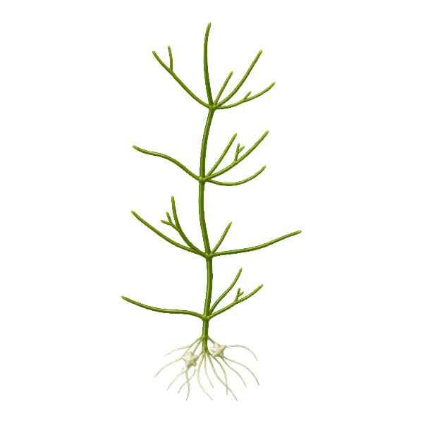 Strand of starry stonewort with rings of long branchlets and root-like strands at the base